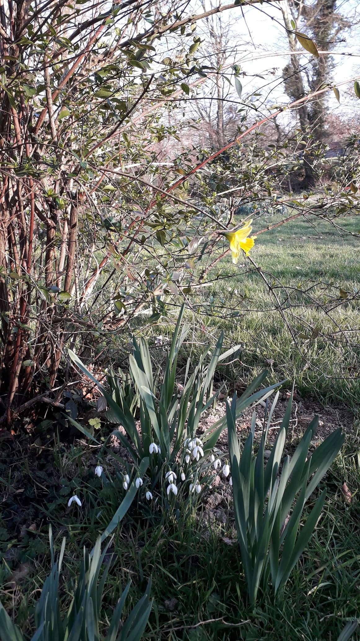 premières fleurs pour la saint Valentin