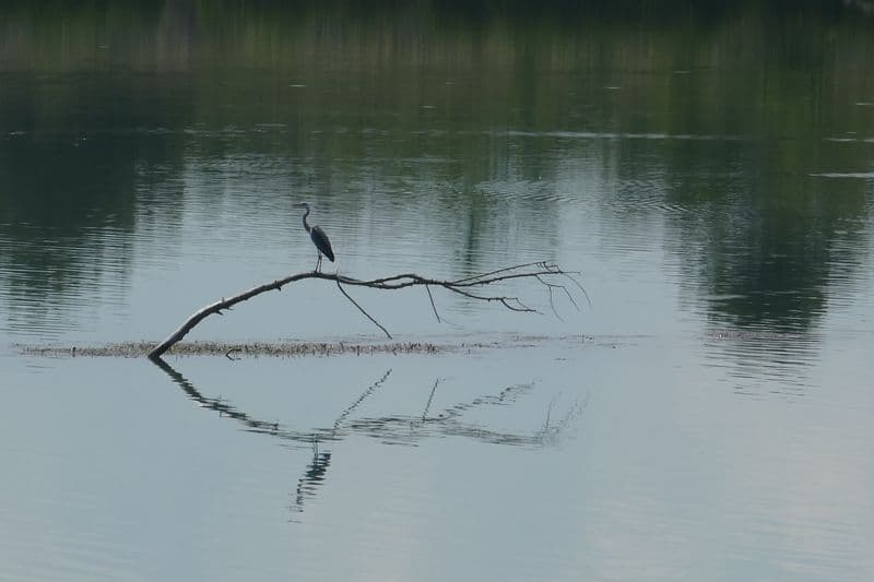 héron sur la Durance