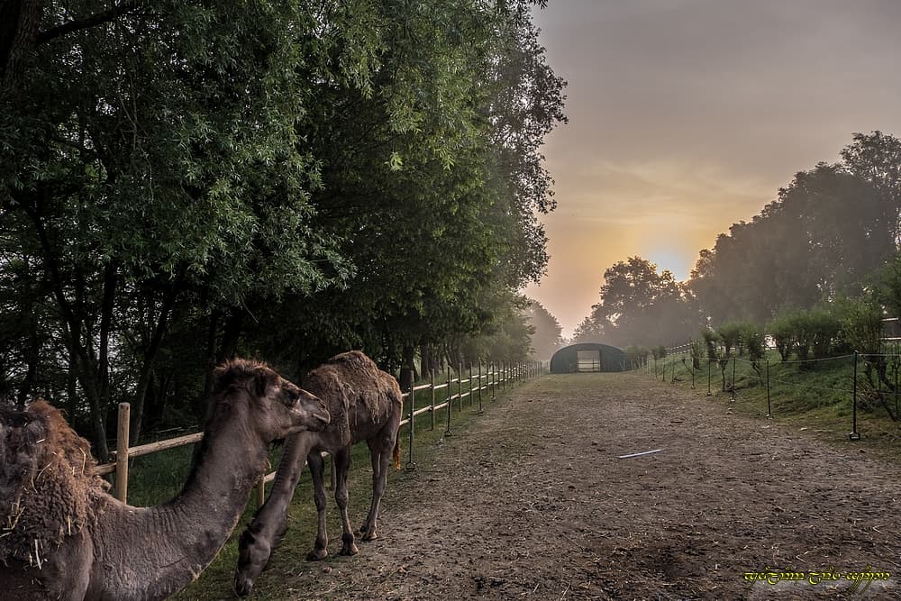 Sahara thiérachien...