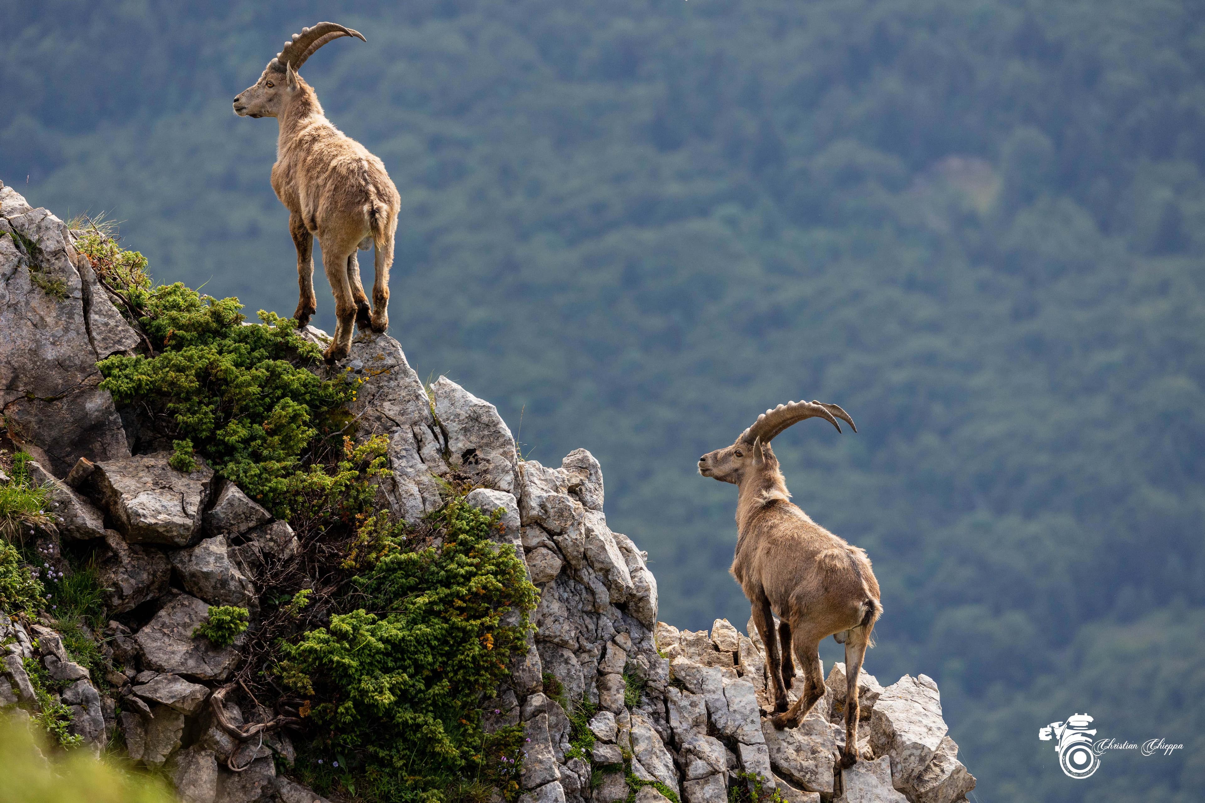 Bouquetins du Vercors