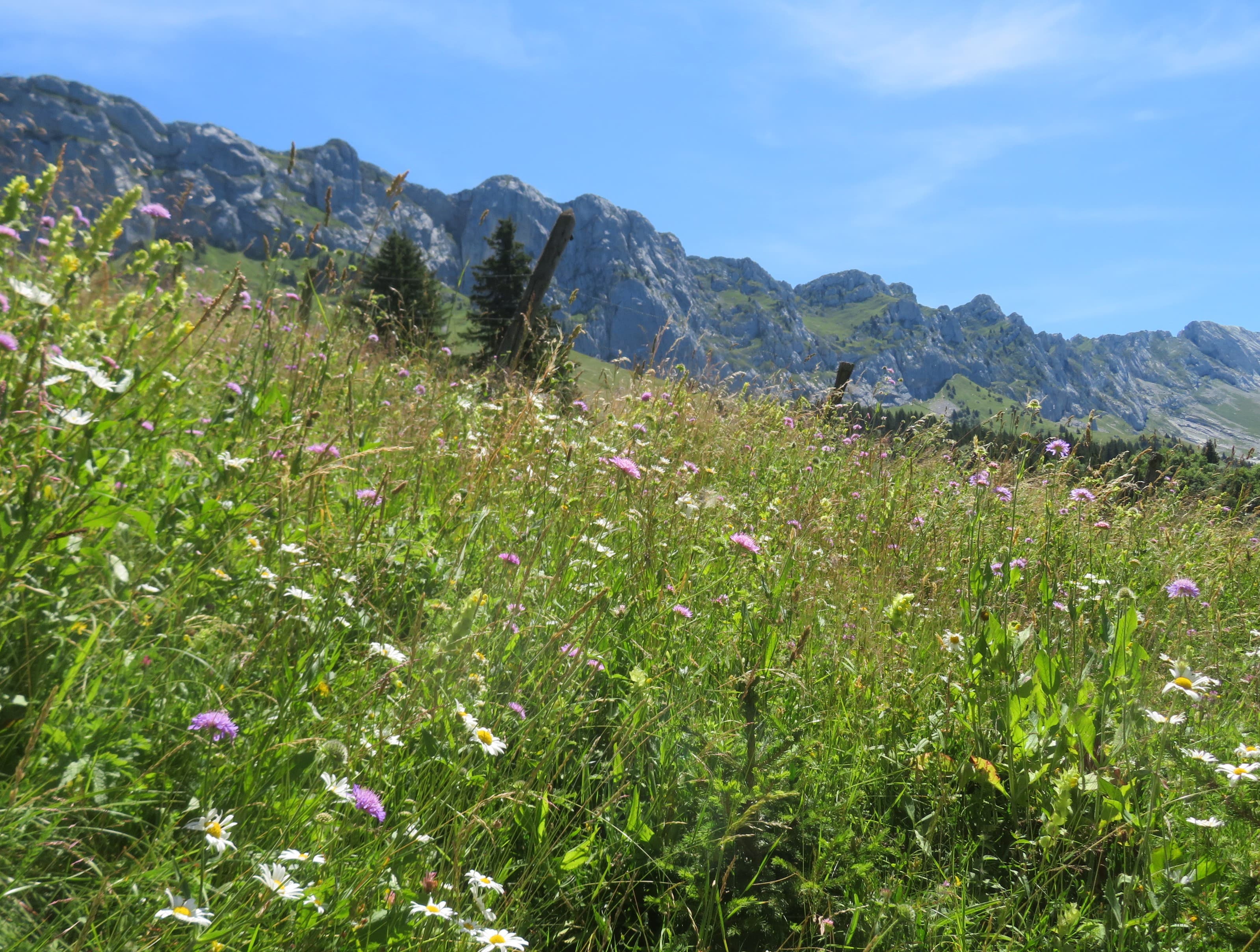 bleu rose rouge jaune vert blanc orange mauve...