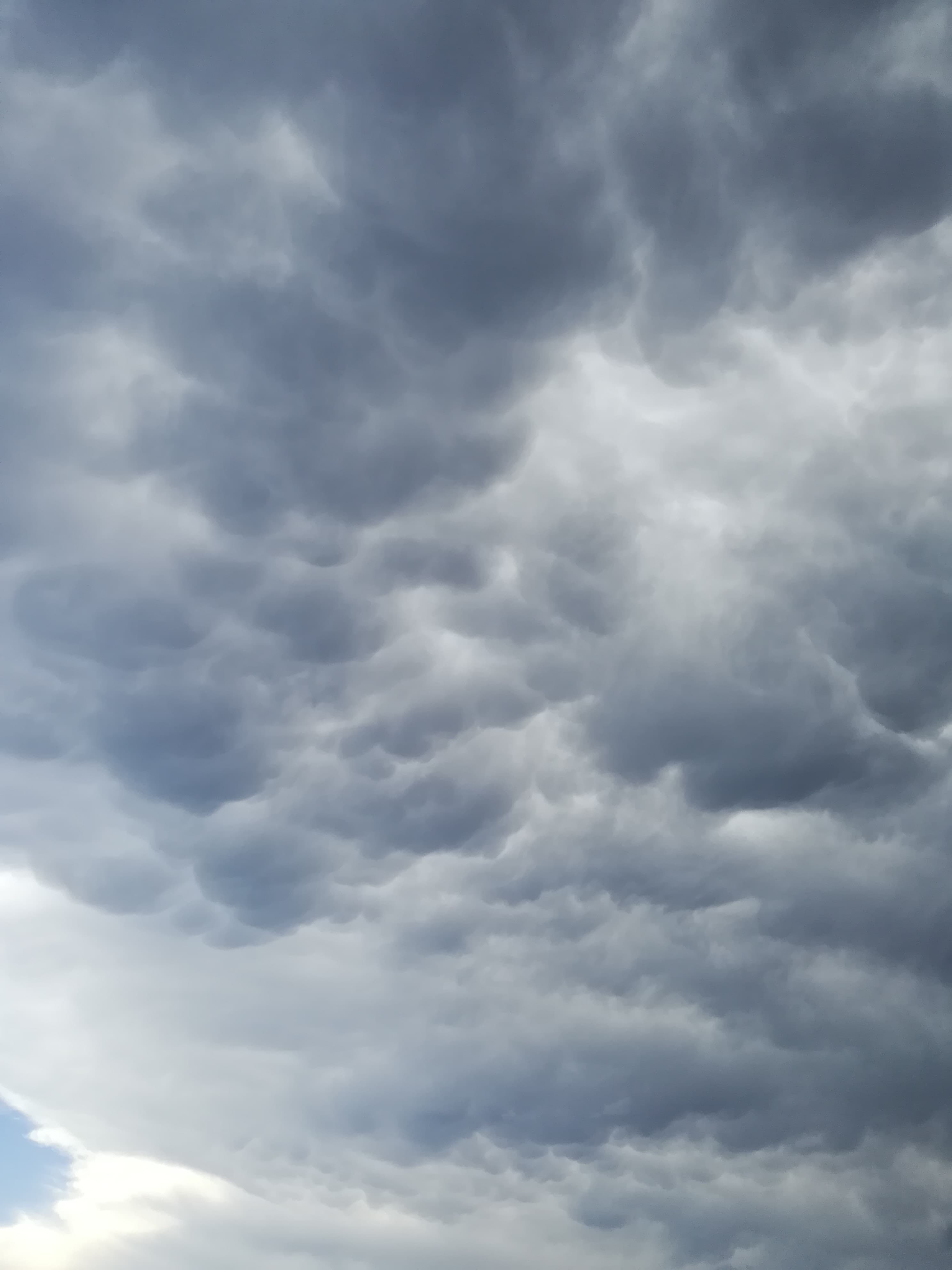 mammatus