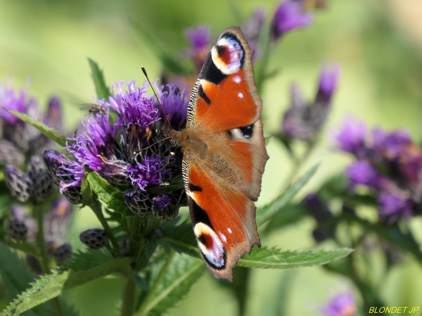 Papillon au Pas de la Balme