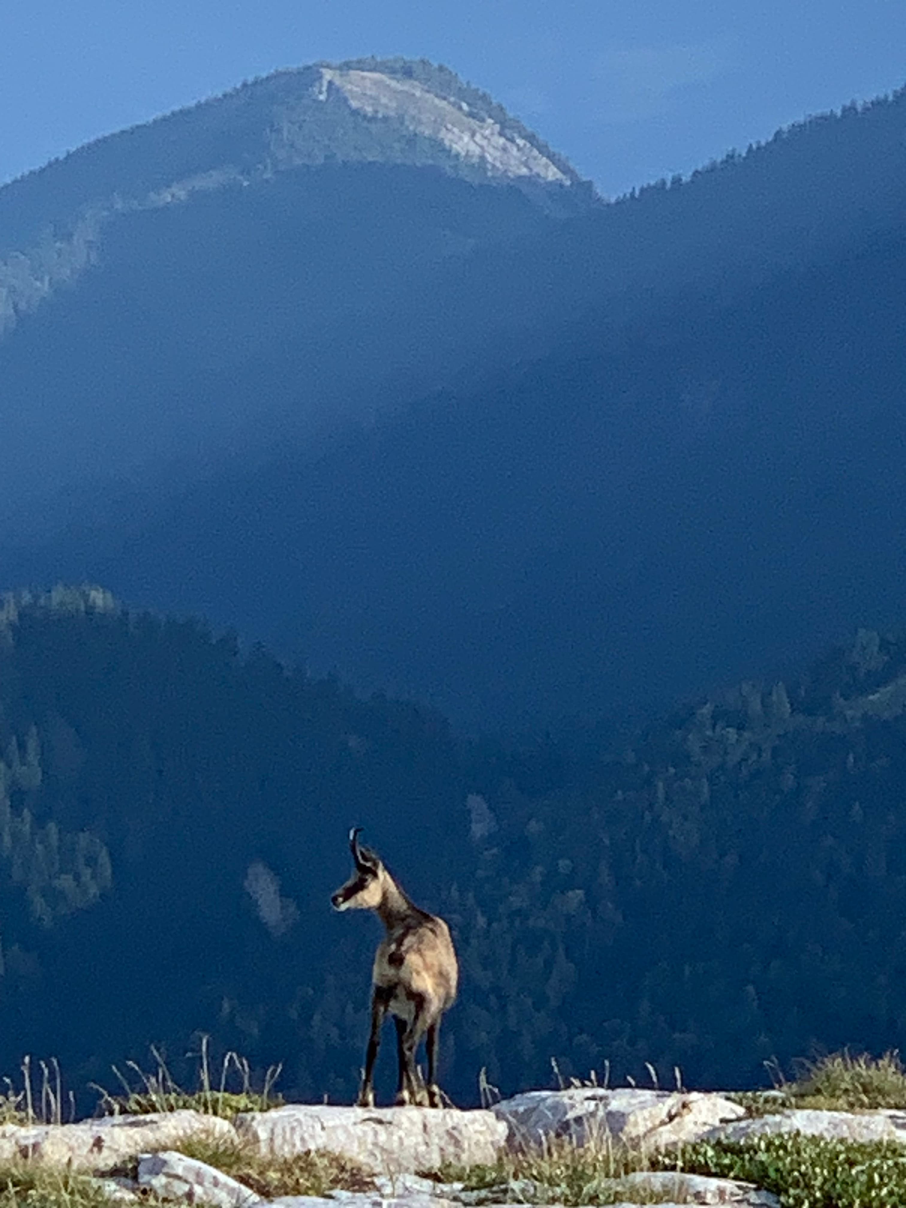 Chamois à la Dent de Crolles