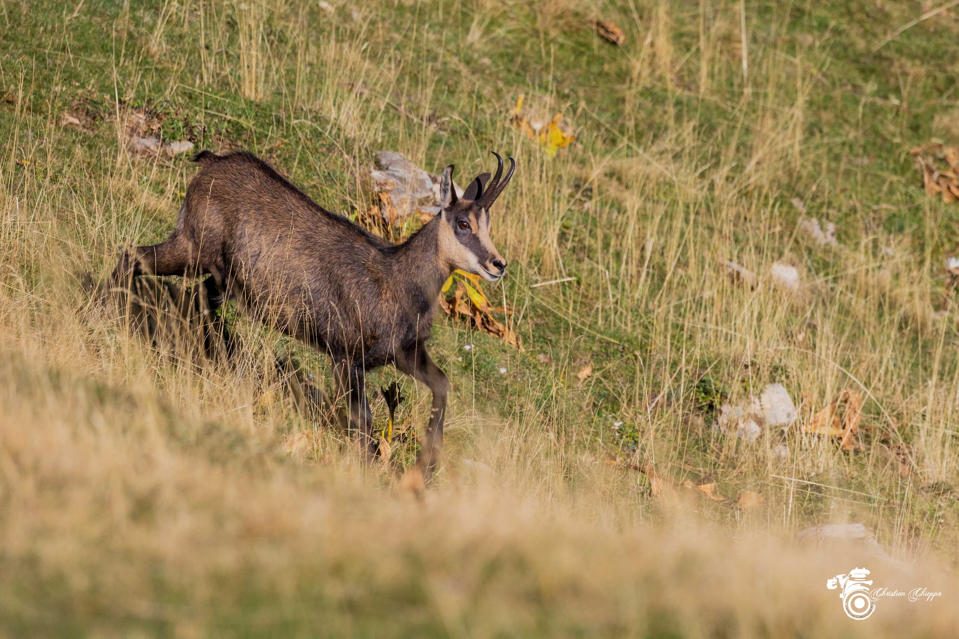 Chamois