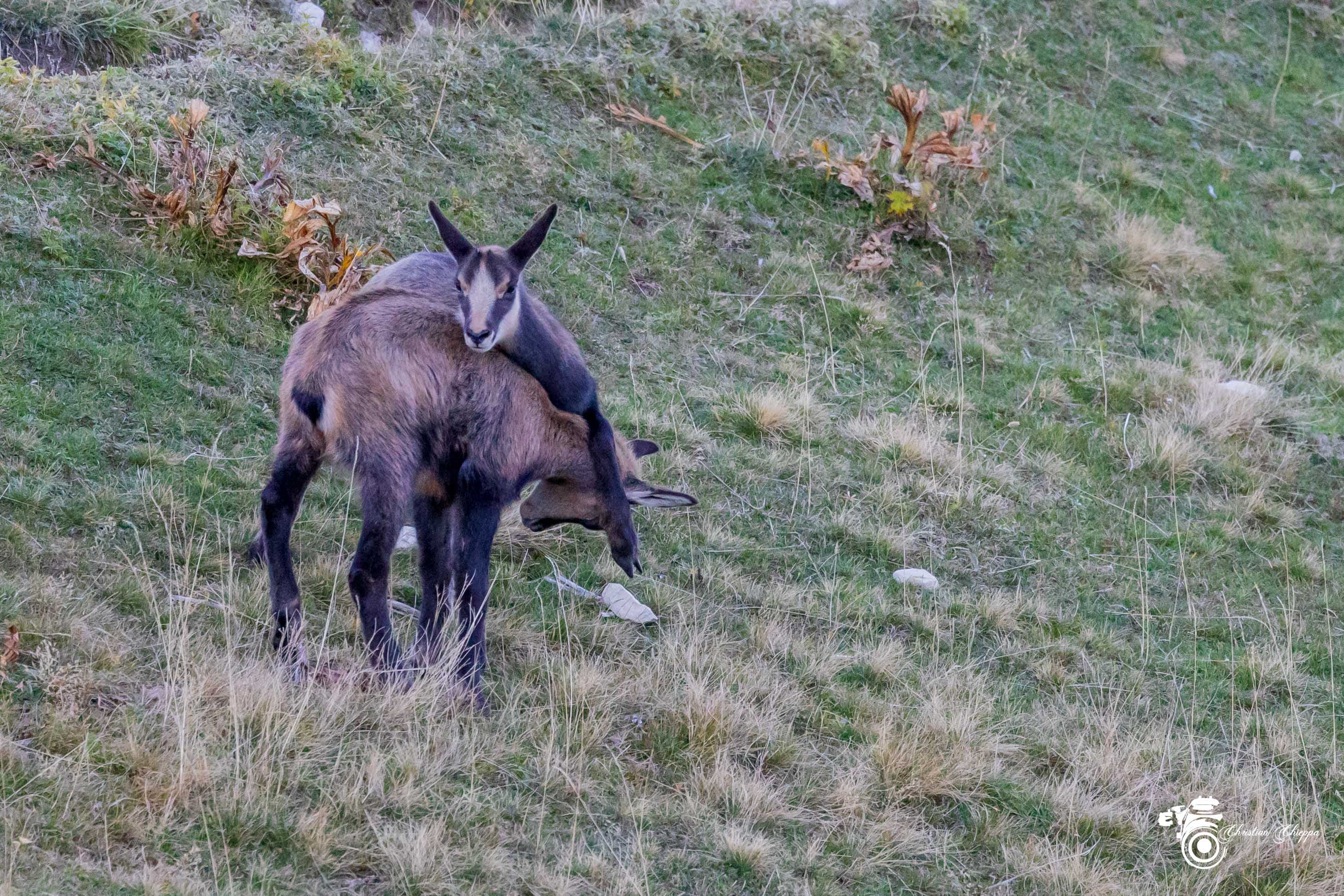 Jeunes chamois