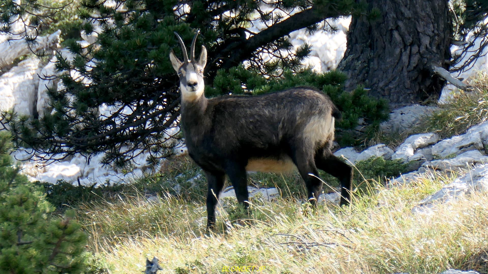 Chamois de la Dent de Crolles