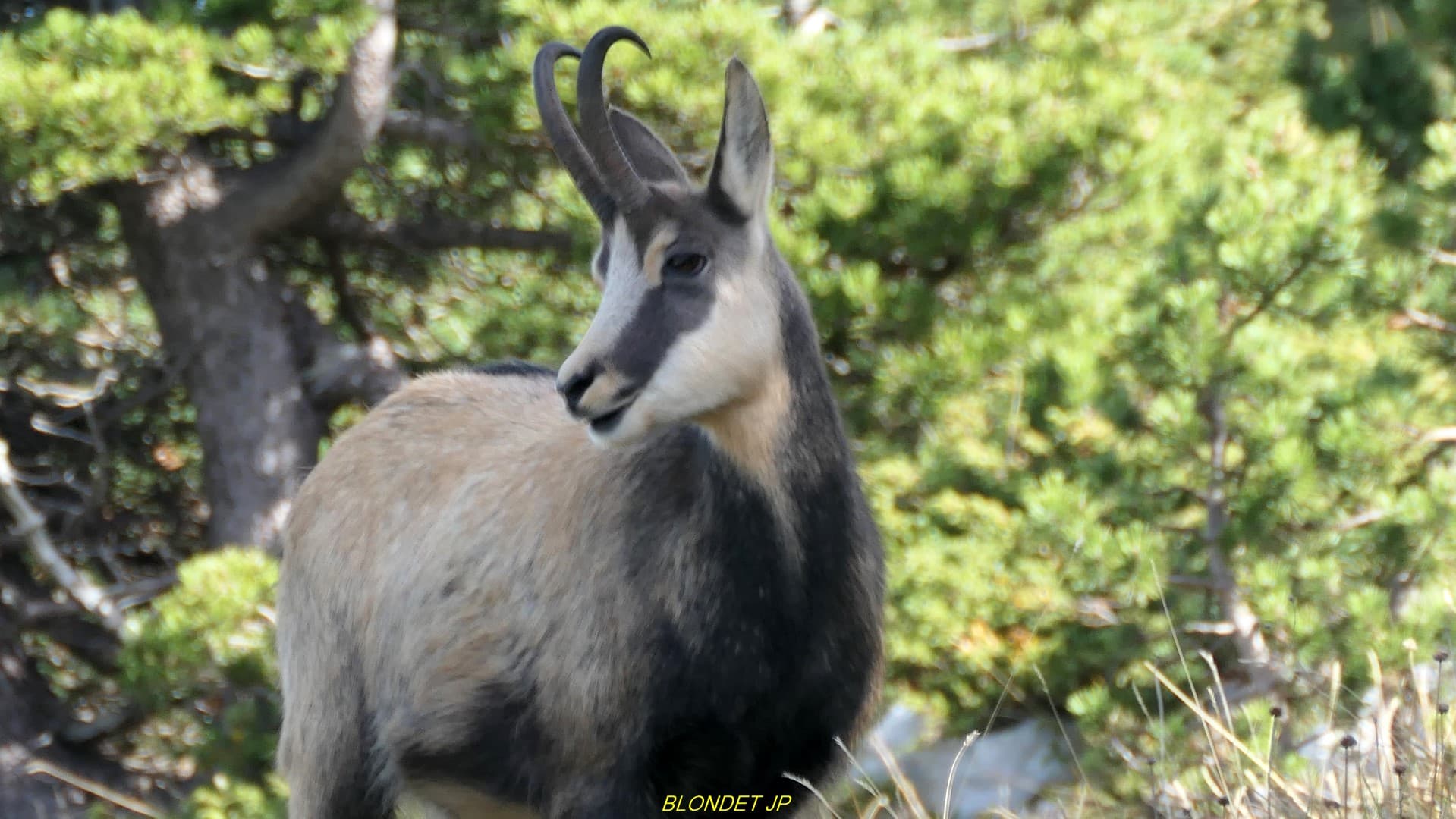 Chamois vers la Dent de Crolles