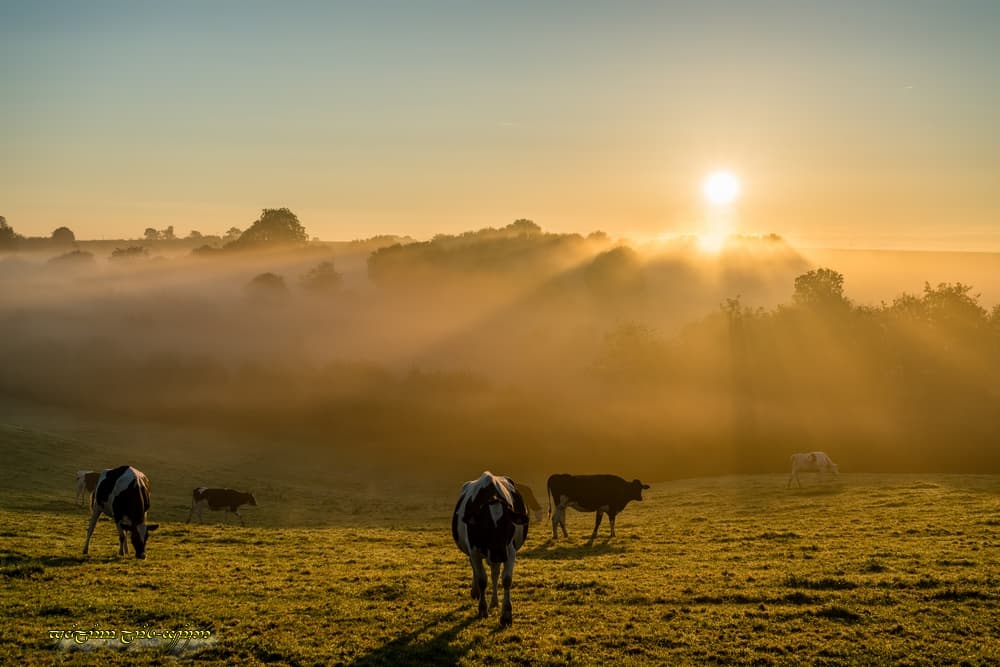 Le feu dans la brume