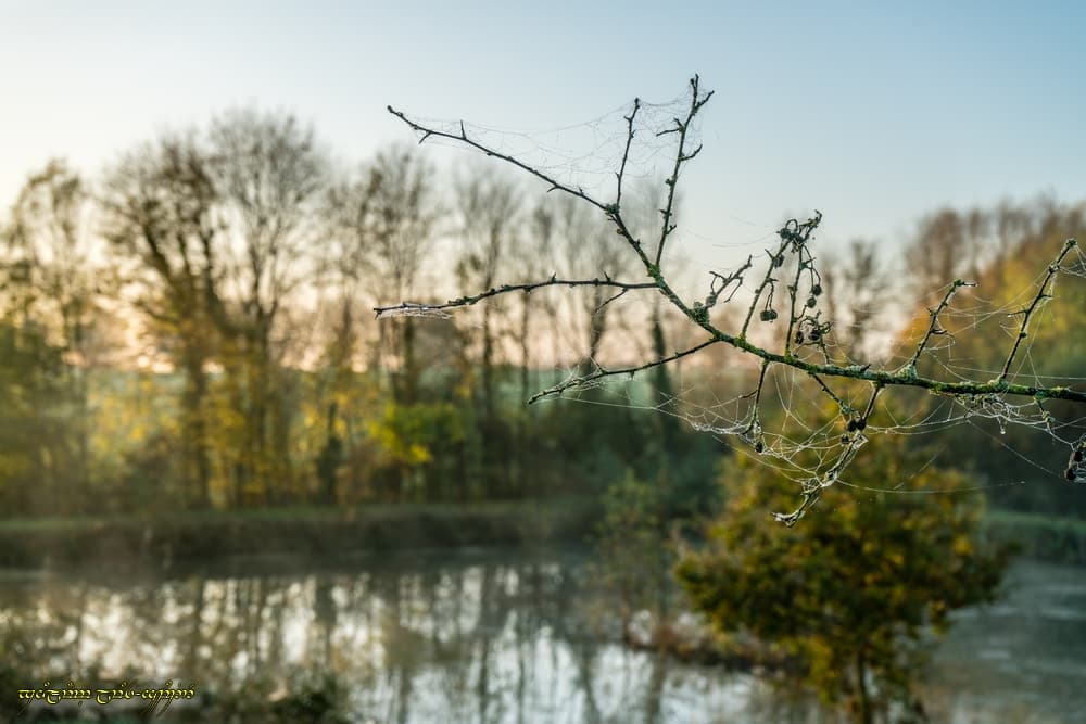 Rosée fraîche