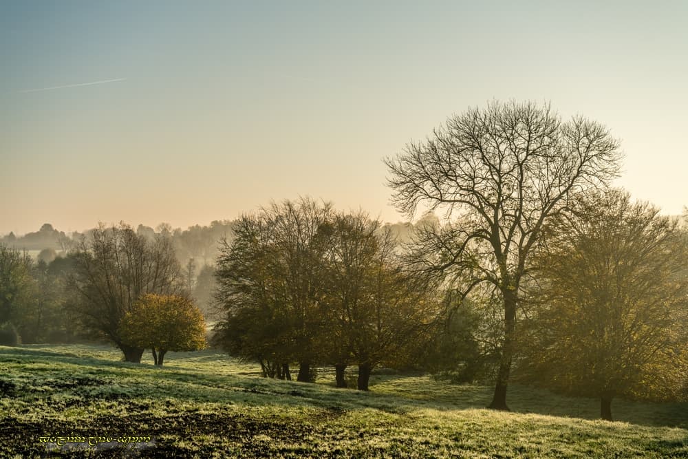 L'automne en brume