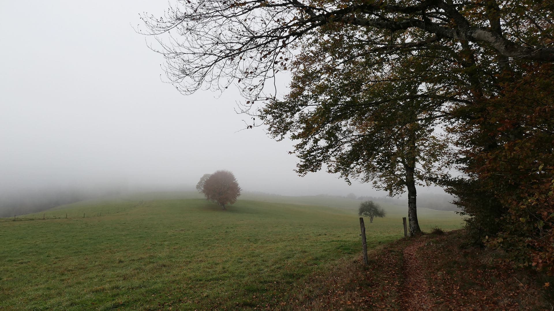 Brouillard