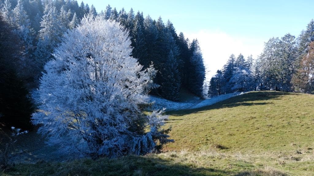 Le Revard, premier gel 14/11/24