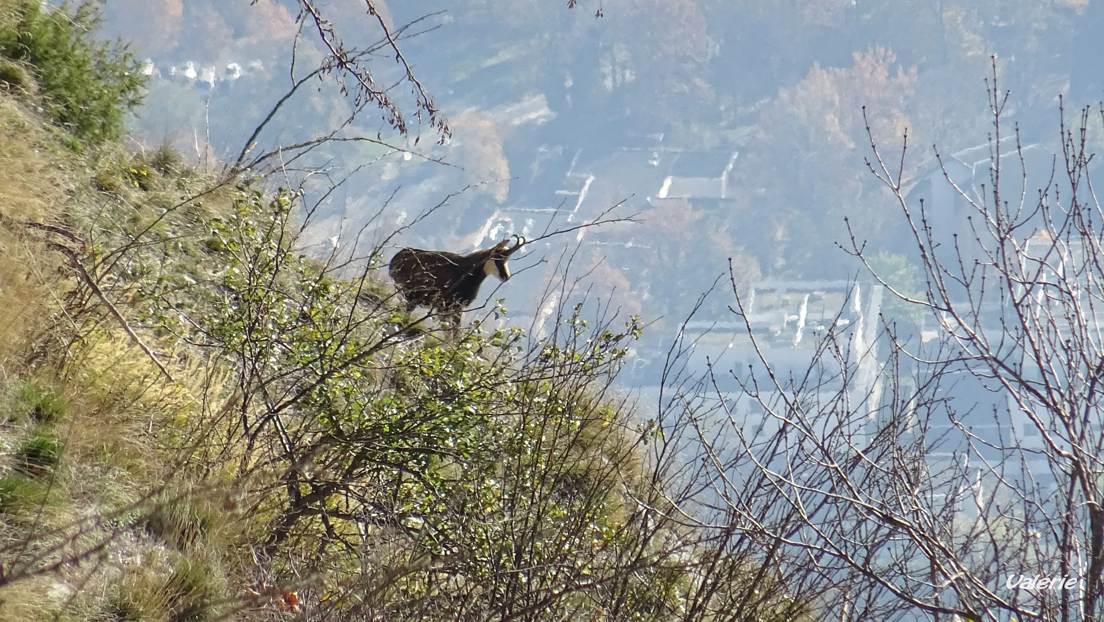 Chamois surplombant Grenoble