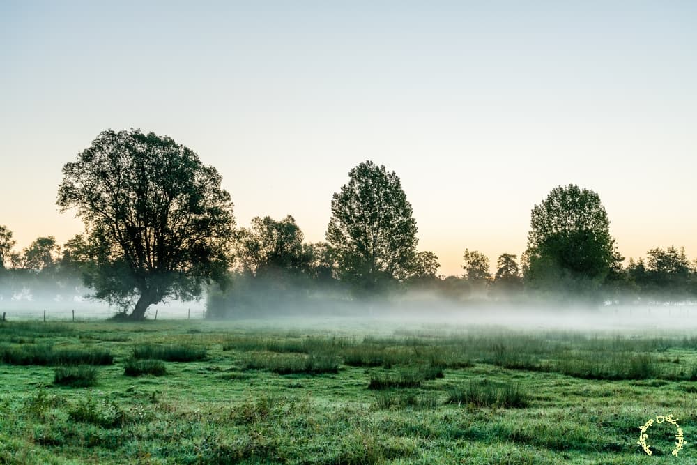 Brume dans le fond