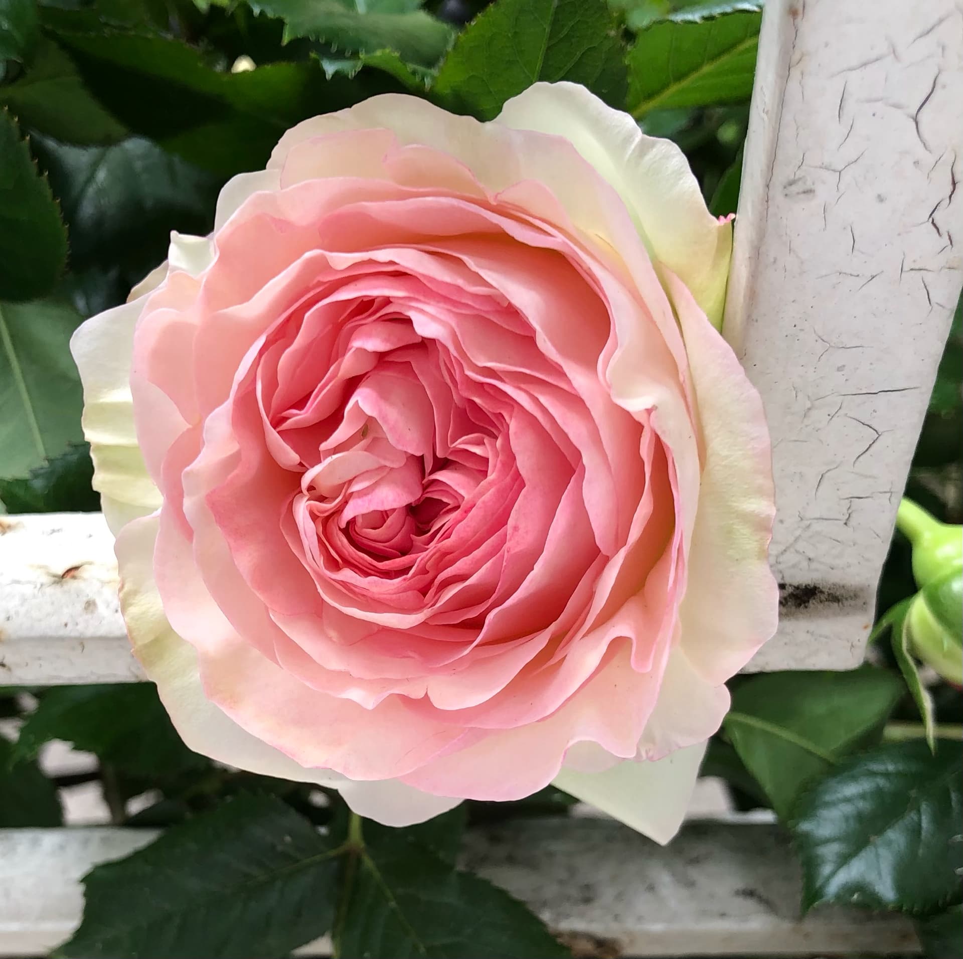 au-nom-de-la-rose
