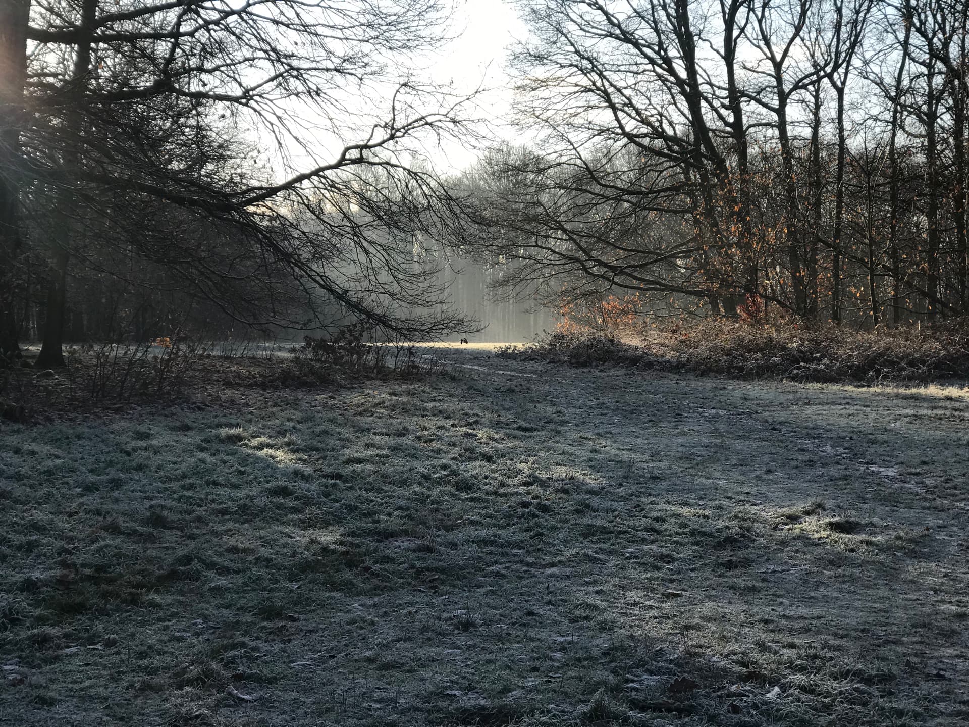 givre-matinale
