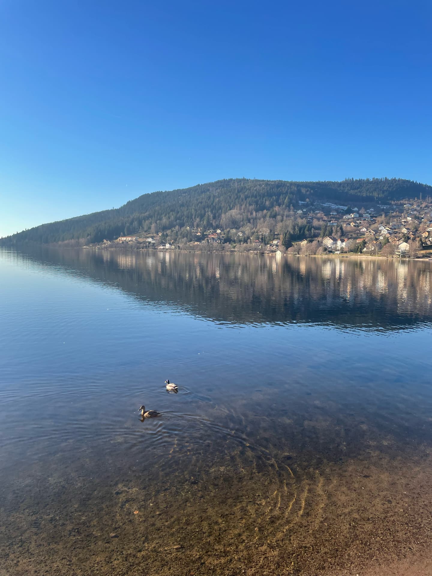 meme-pas-froid-les-canards