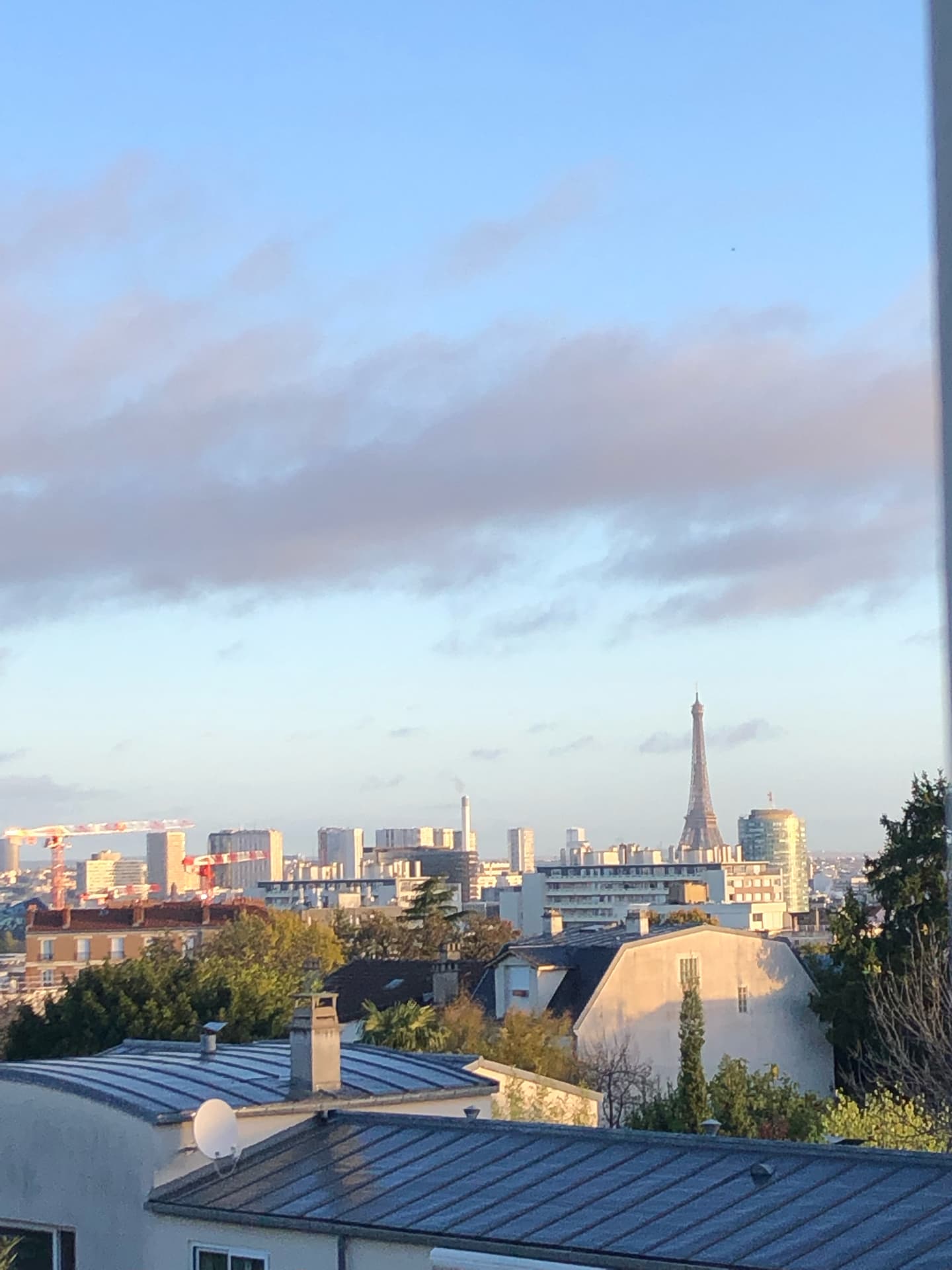 paris-rose