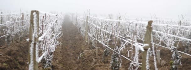 Image d'illustration pour Vendanges 2016 : une récolte en baisse suite aux aléas climatiques 