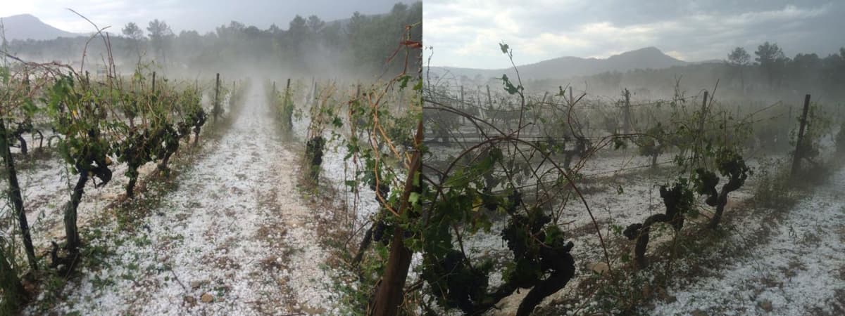 Image d'illustration pour Vendanges 2016 : une récolte en baisse suite aux aléas climatiques 