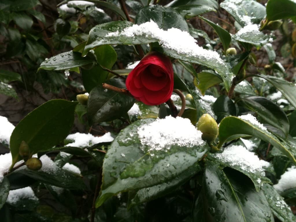 1ère fleur de Camélia sous la neige