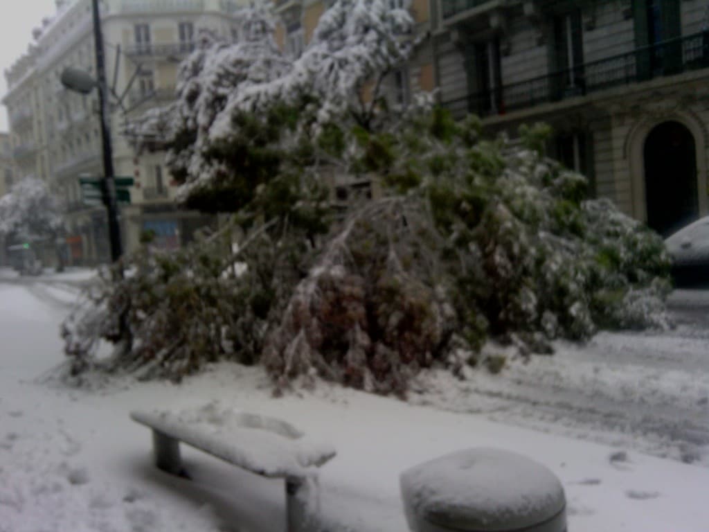 arbre cassez avunue fellix viallet