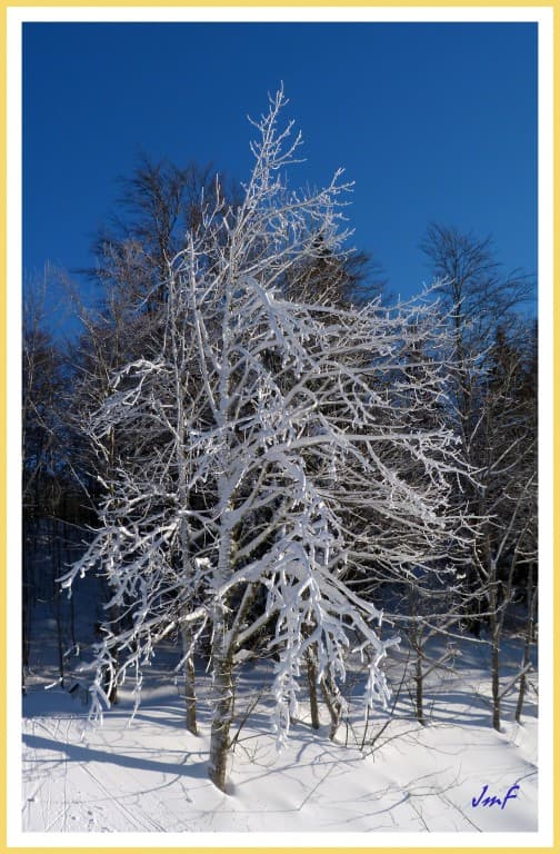 arbre givé