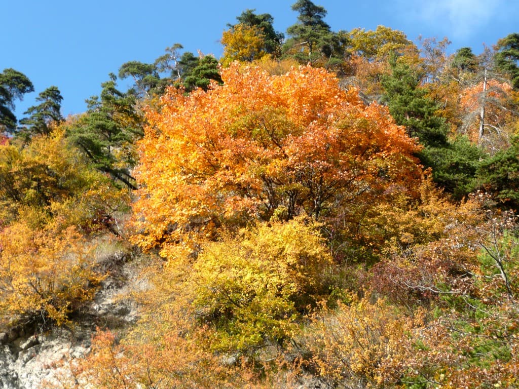 Automne en Chartreuse (M. Alter)