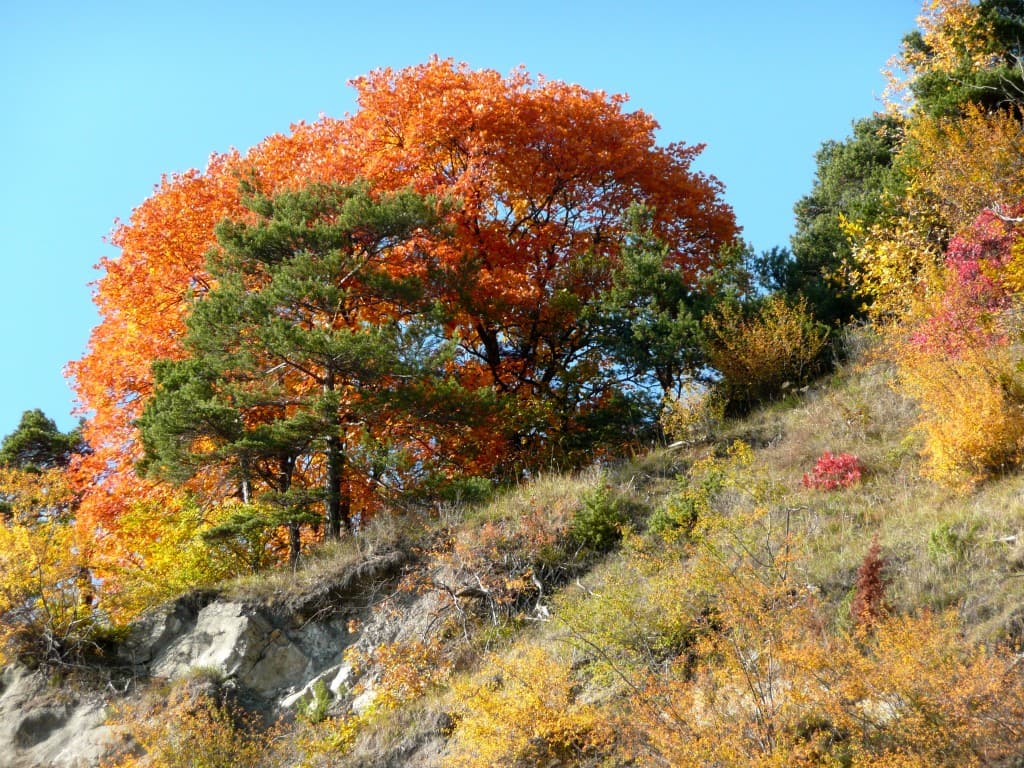 Automne en Chartreuse (M. Alter)