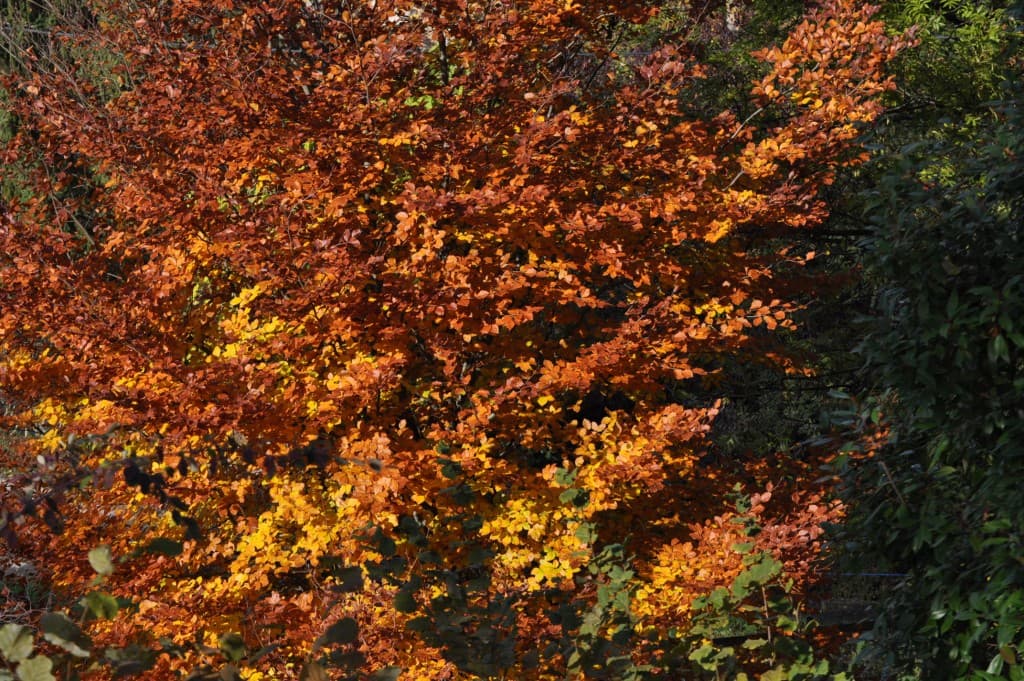 Bouquet de couleurs automnale...