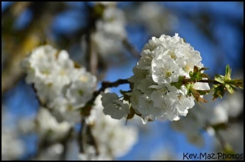 Cerisier en fleur