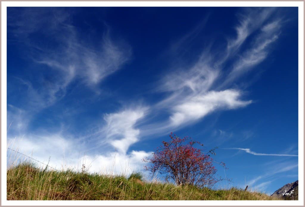 cirrus