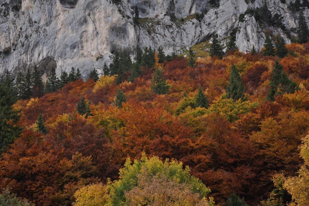 Couleurs d'automne en Chartreuse.