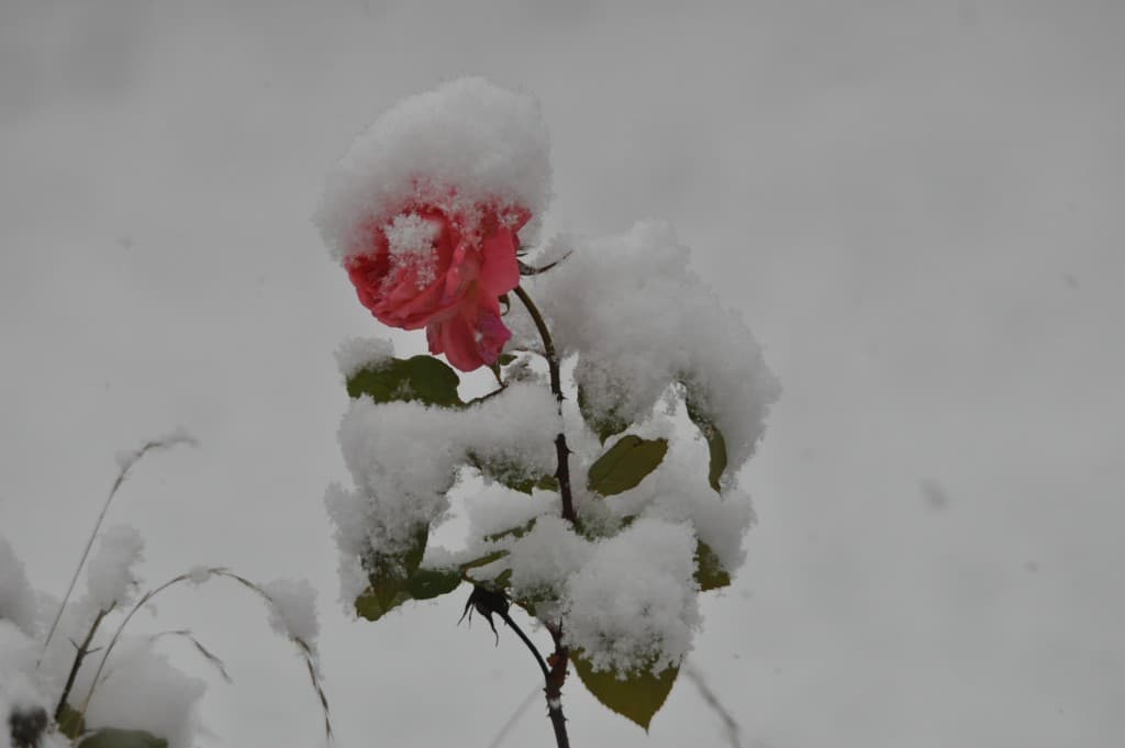 Dernière rose givrée...