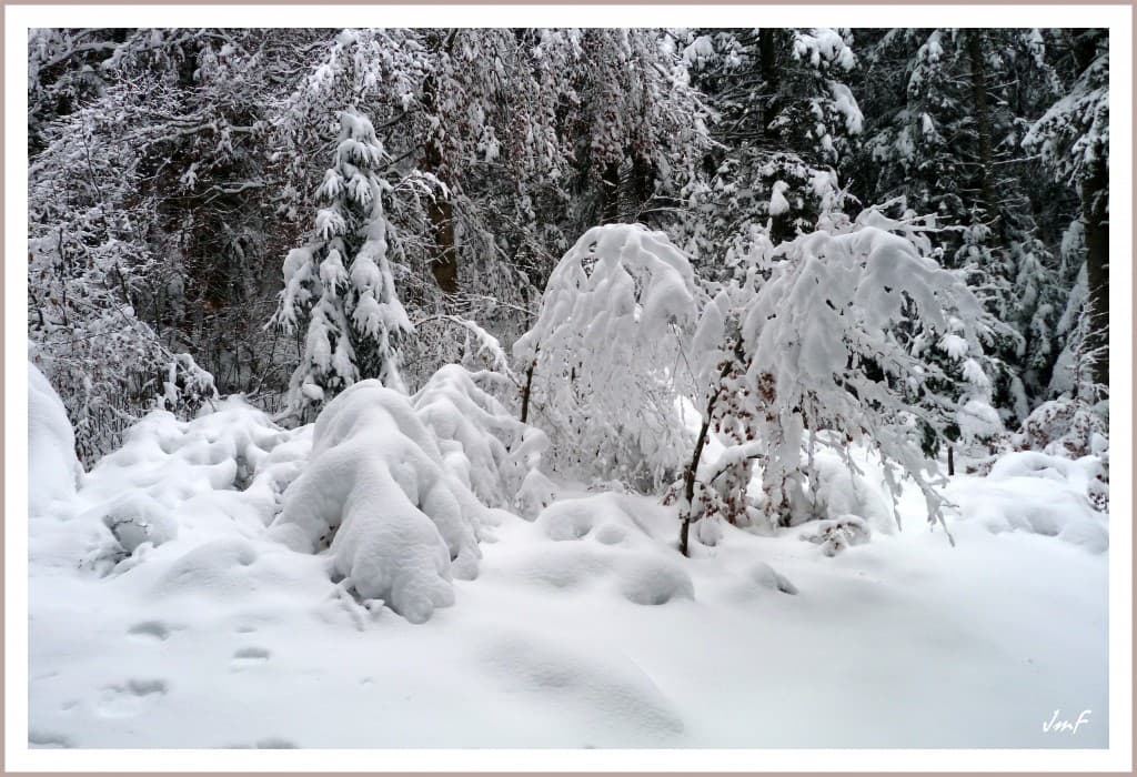 féerie en sous bois