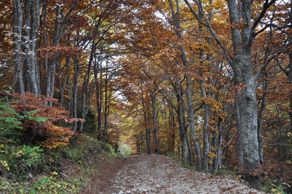 Forêt d'automne en Chartreuse.