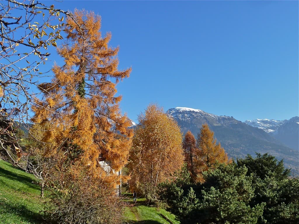 L'automne doré (M. Alter)