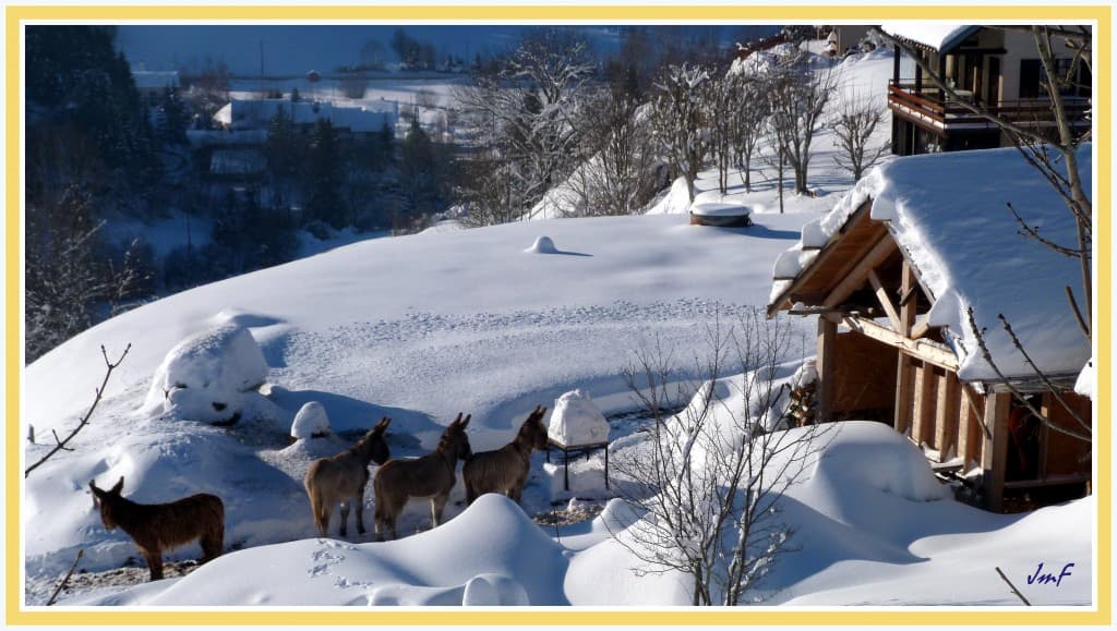 les ânes dans la neige