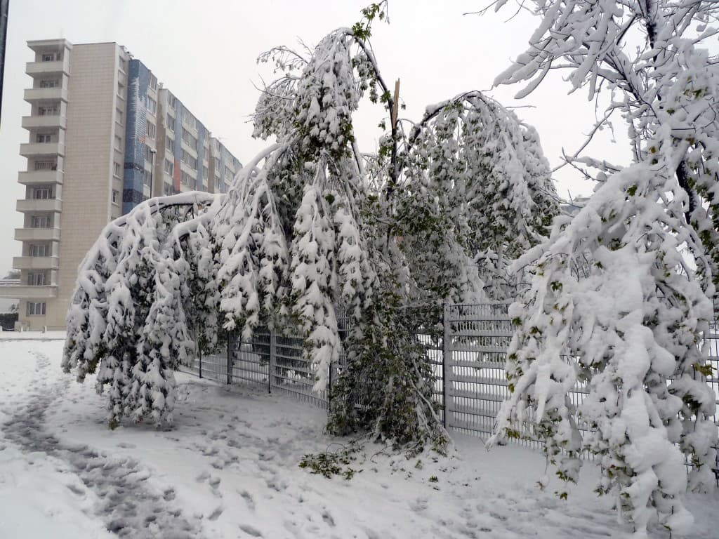 Les arbres maltraités