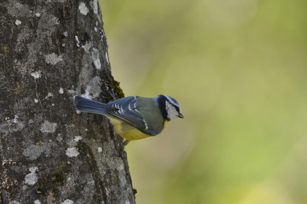 Mésange curieuse...