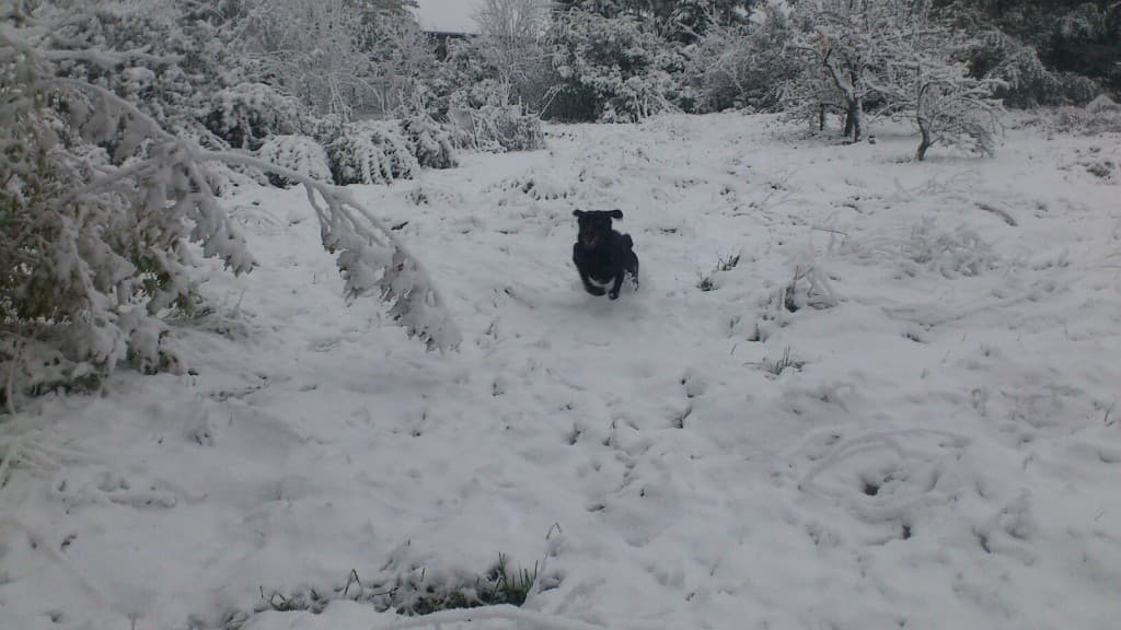 mon chien qui joue dans la neige!