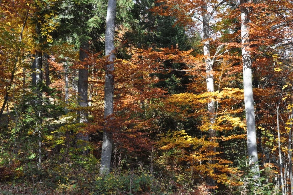 Mosaique de couleurs d'automne.