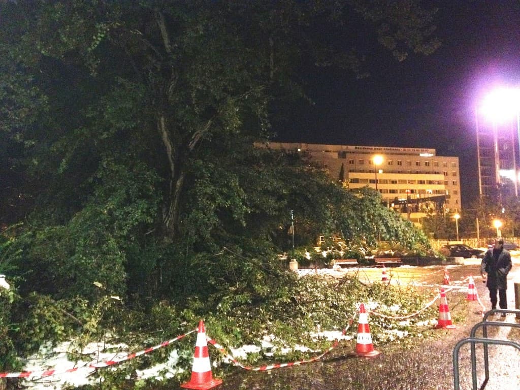 Neige lourde sur des arbres en feuilles
