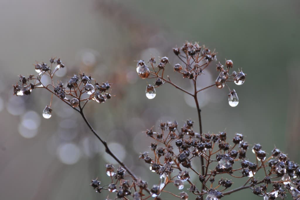 Perles de pluie ...