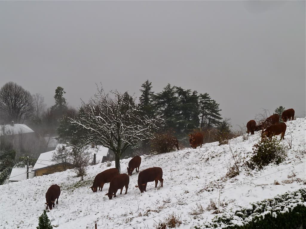 Repas froid... (M. Alter)