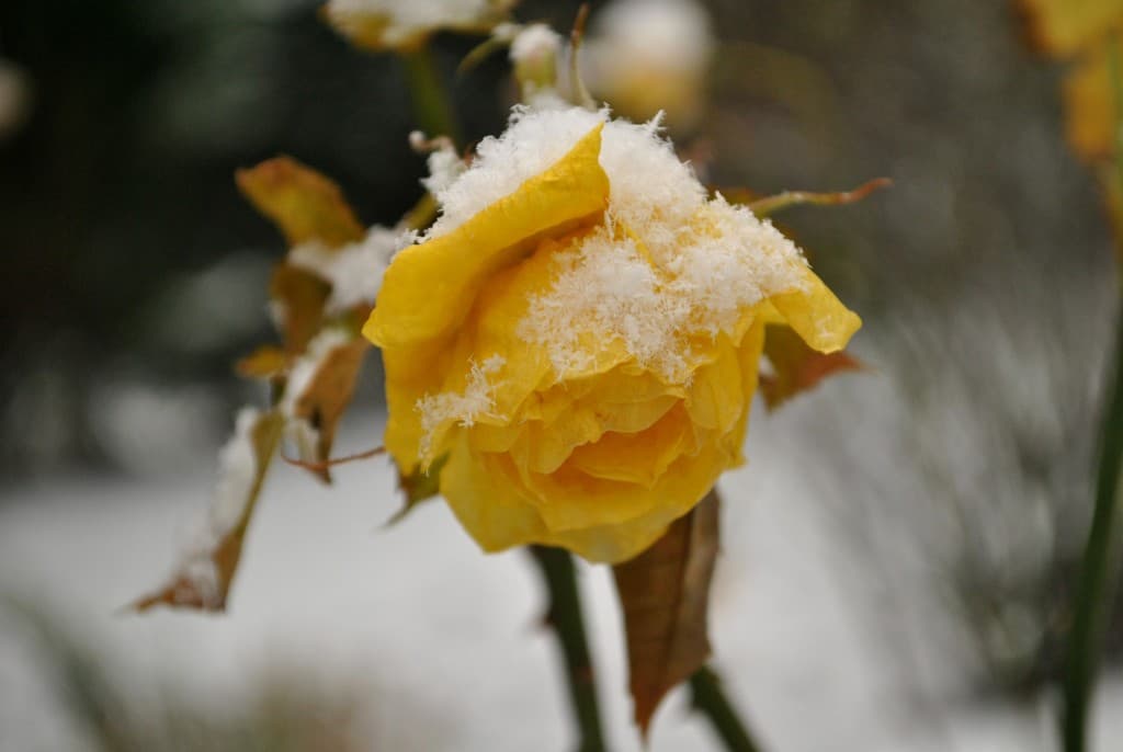 Rose Jaune sous la neige !