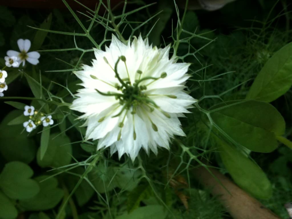 Soleil syrien : nigelle de Damas