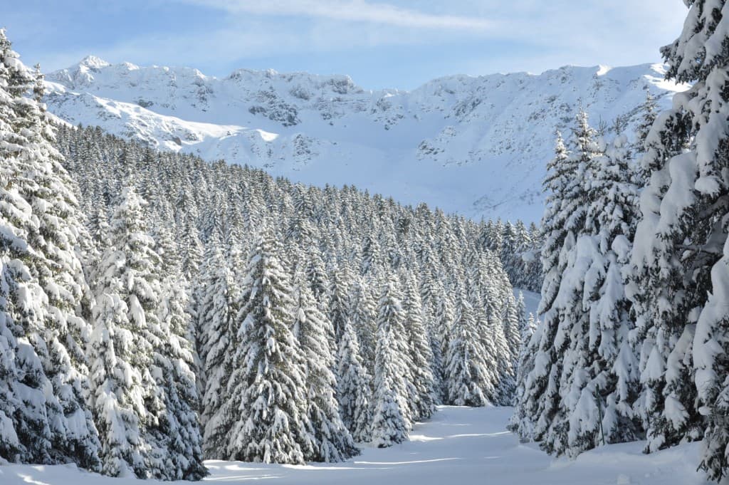 Tels des sentinelles couvert de neige...