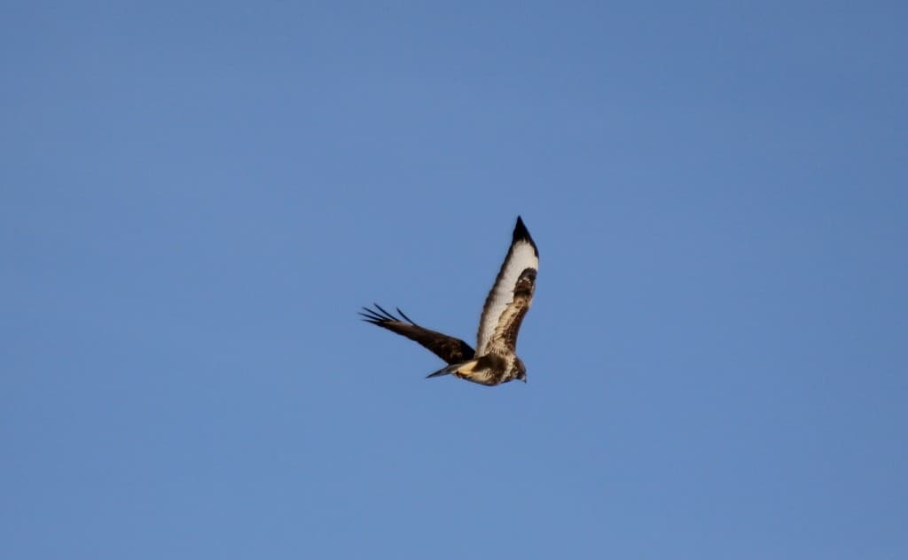 a tire d'ailes .....(phi)